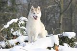 SIBERIAN HUSKY 187
